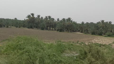 "Journey by Train: Witnessing Sindh's Date Palm Canopy Unfold"