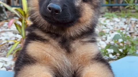 German shepherd dog puppy