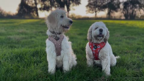 Unleashing the Joy: How Dogs Maintain a Happy Mood 🐶❤️