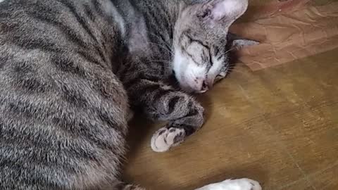 Kucing lucu lagi tidur