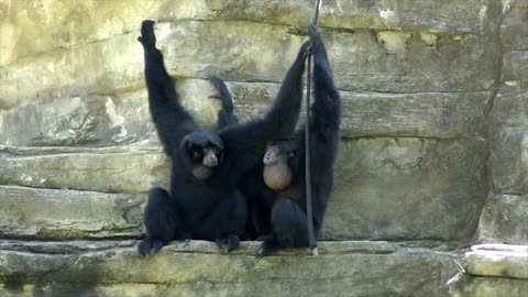 Cute gibbons funny and cute video