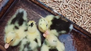 Baby Ducks