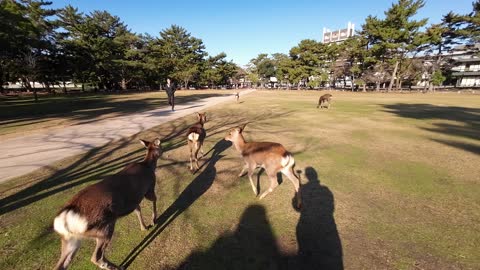 feeding the deer