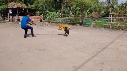Super Prank! Fake Tiger Prank Dog No Run So Funny Try To Stop Laugh Challenge