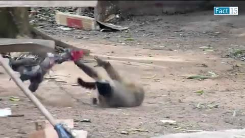 और लो बाप से पंगा 🤣😂 When Animals Messed With Wrong Enemy (Part-6)