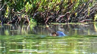 Otter Family