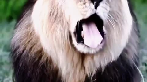 The lion opened his mouth to the animal world