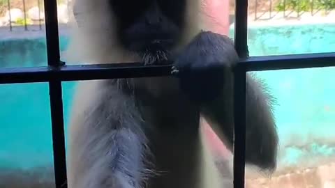 Funny monkey video 😂😂😂😂😂
