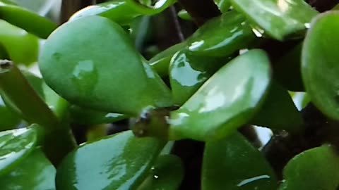 Bonsai Plant #slowmotion #plants #greenry
