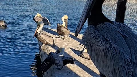 Greek salad with the big Brown Pelican, Marco Island 1/20/24 Florida