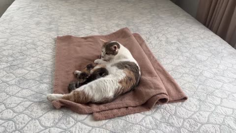 German shepherd puppy meet Mom cat with new born baby