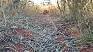 Meerkats on the move