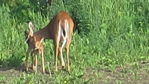 Baby Fawn Enjoys The Morning