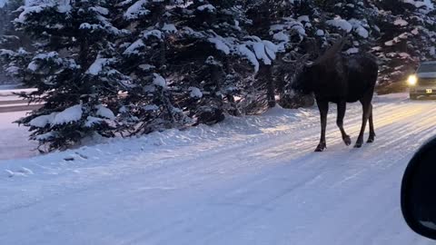 Moose Blocks Anchorage Traffic