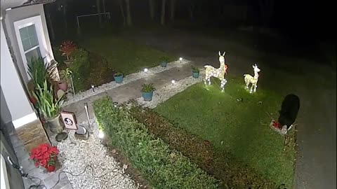 Bear steals reindeer decoration from Florida yard