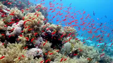 A spectacular sight of the small, brightly colored anthias endemic to the Northeast Atlantic Ocean