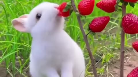 Rabbit eat strawberries