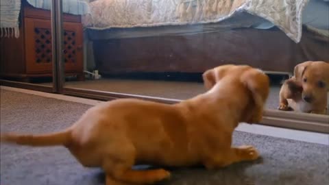 Cute pet animal video_ funny video __CUTE DOG 2021__short videos