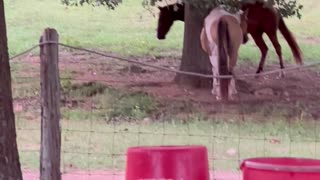 Frisky colt playfully, chases peacock out of the pasture.