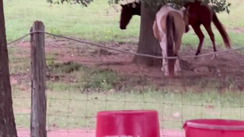 Frisky colt playfully, chases peacock out of the pasture.