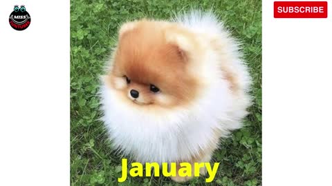 Choose Your Birthday Month And See Your Dog [ PET DOG ] @Miss Funtuber