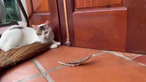 CUTE and FUNNY Munchkin Cats!