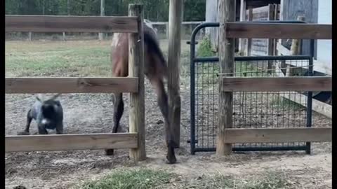 The foal escaped his paddock so the goat had