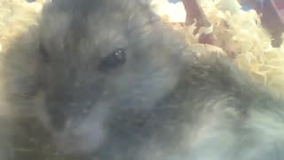Russian dwarf hamster eats in front of camera, looks yummy and crunchy! [Nature & Animals]