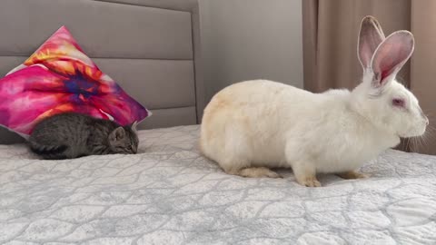 Baby Kitten is confused by meeting with Giant Rabbit