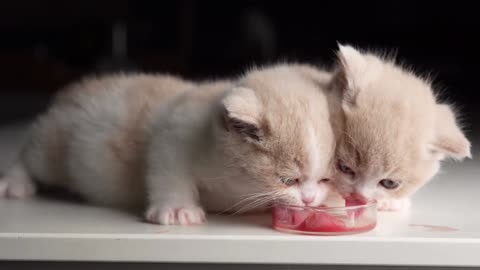 Can two kittens finish chicken legs?