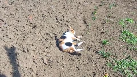 A cute cat goes to sleep on the sand