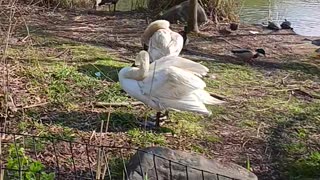 Swans kissena park