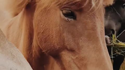 A Video of Grazing Horses