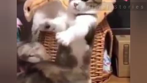 Cute Animals - Compilation Of Funny And Adorable Animal Videos