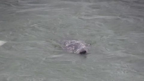 Seal Gull Pecking Animal Seagull Water Nature