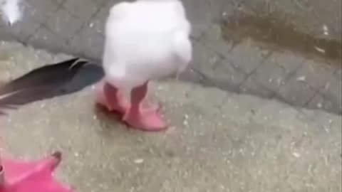 Baby flamingo learning to stand on one foot