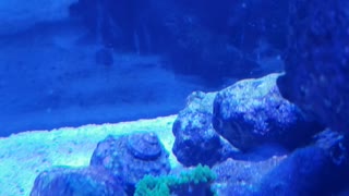 Tank Drama: Anenome Episode