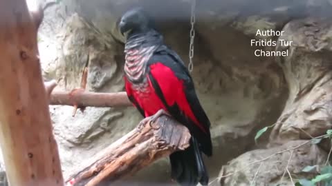 beautiful cute parrots Pesquet's Parrot (Psittrichas Fulgidus) Sound