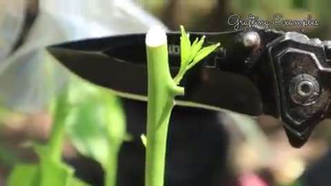 10 example of grafting and rooting of citrus tree
