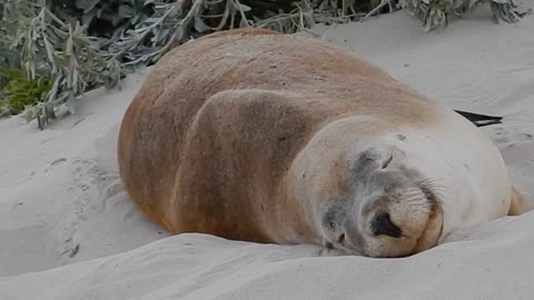 A seal sleeping on the sand