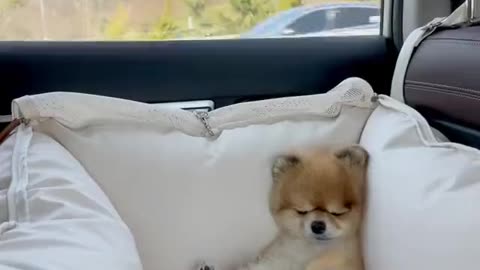dog sleeping exhausted in car