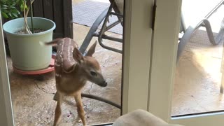 Fawn Visits Family on Back Porch