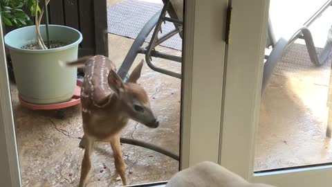 Fawn Visits Family on Back Porch