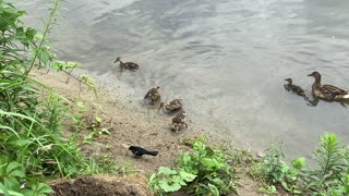 Five ducklings 3