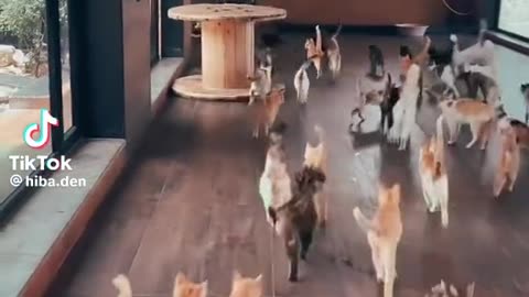 Lots of cats
