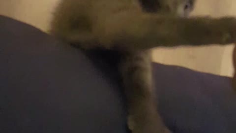 Fist Bump Kitty