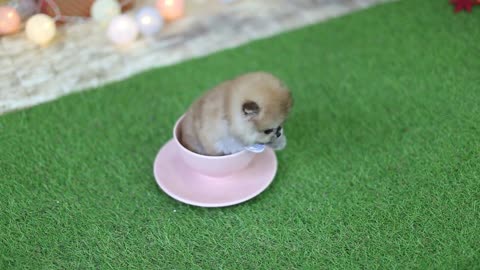 Pomerania NanoTeacup Pomerania