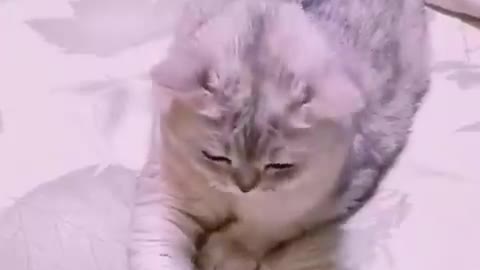 Funny cat video