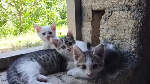 Little kittens sleep after playing. Cute and beautiful kittens.