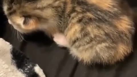 Kitten shocked over touch